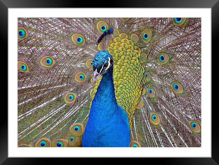 Peacock displaying Framed Mounted Print by Diana Mower