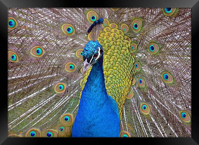 Peacock displaying Framed Print by Diana Mower