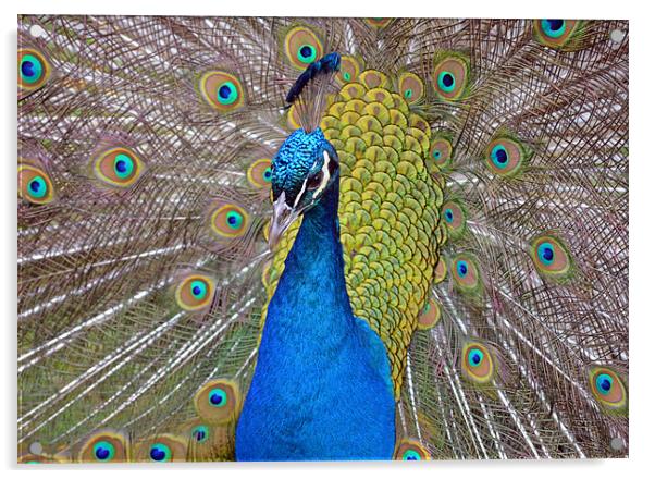 Peacock displaying Acrylic by Diana Mower