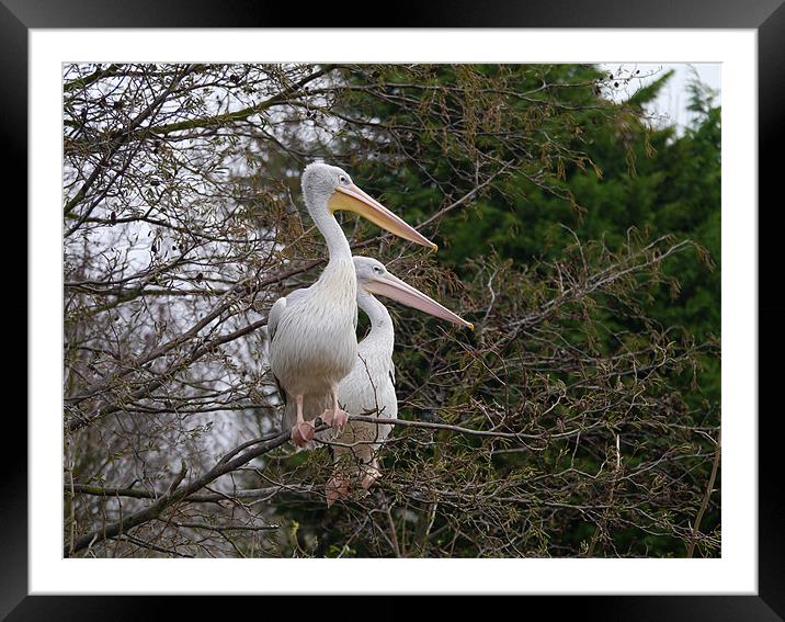 Pelicans up a tree Framed Mounted Print by sharon bennett