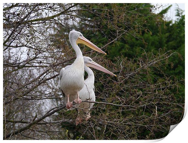 Pelicans up a tree Print by sharon bennett