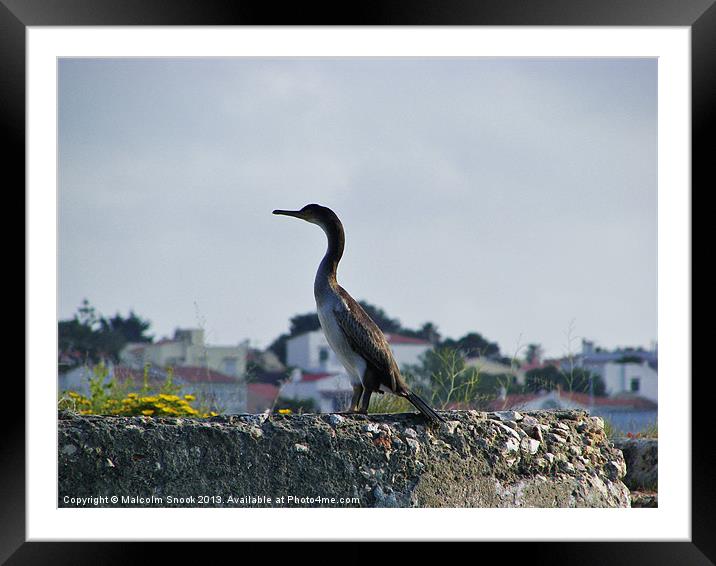 Juvenile Shag Framed Mounted Print by Malcolm Snook