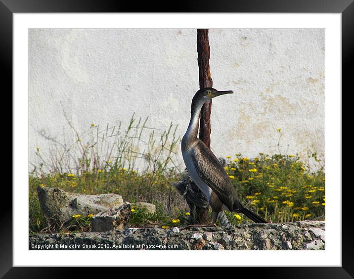 Young Shag Framed Mounted Print by Malcolm Snook