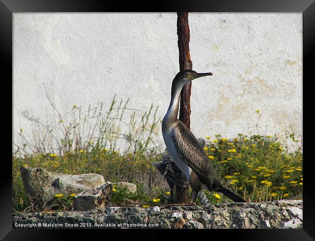 Young Shag Framed Print by Malcolm Snook
