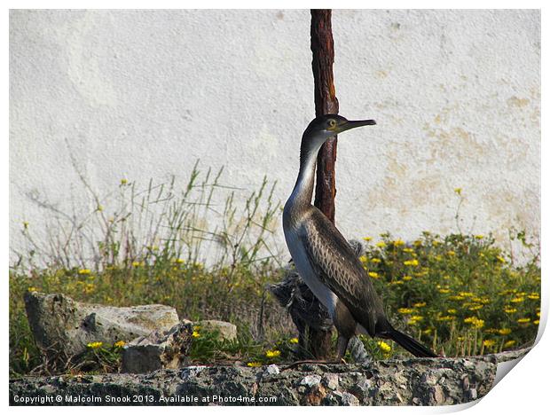 Young Shag Print by Malcolm Snook