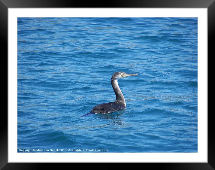 Young Shag Fishing Framed Mounted Print by Malcolm Snook