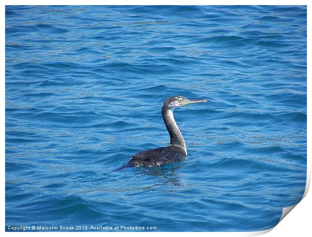 Young Shag Fishing Print by Malcolm Snook