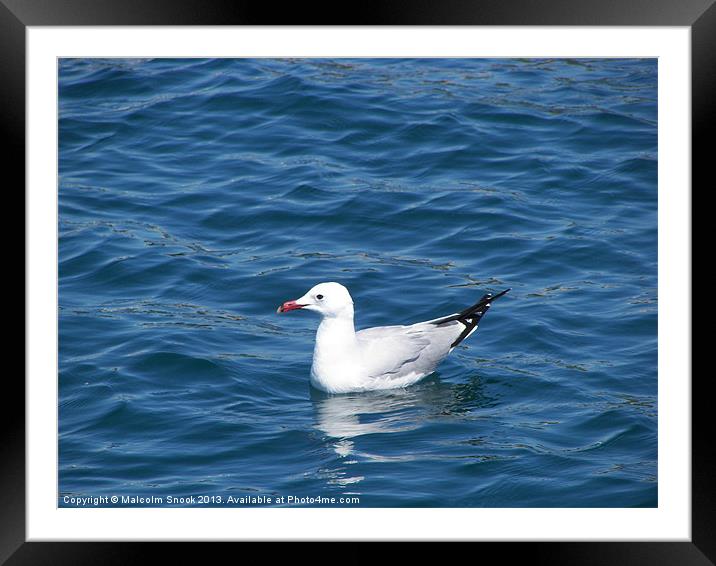 Seagull on the water Framed Mounted Print by Malcolm Snook