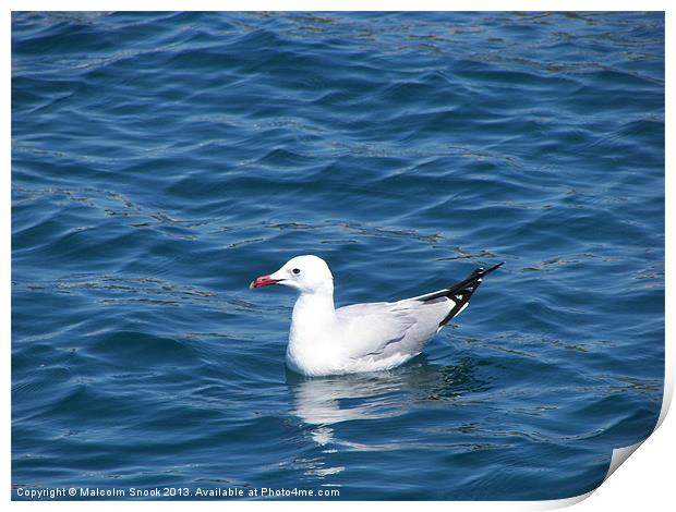 Seagull on the water Print by Malcolm Snook