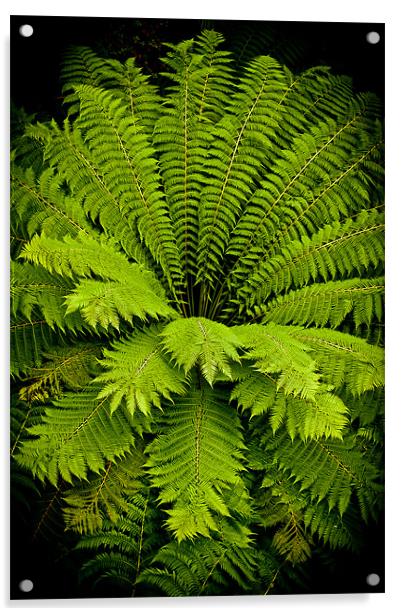 Giant green fern Acrylic by Mark Llewellyn