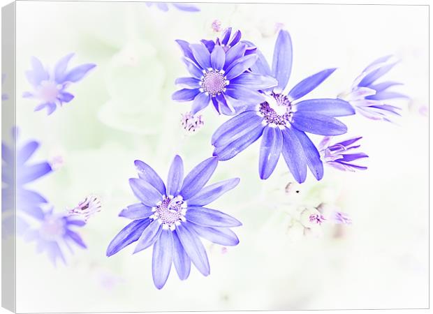 Faded blue flowers Canvas Print by Mark Llewellyn