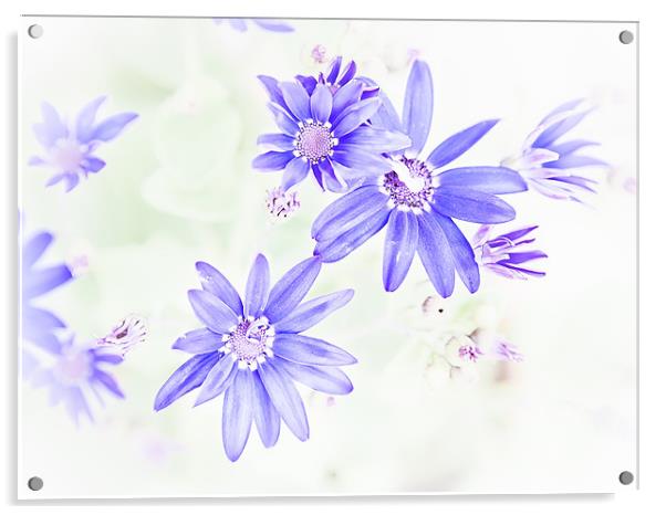 Faded blue flowers Acrylic by Mark Llewellyn
