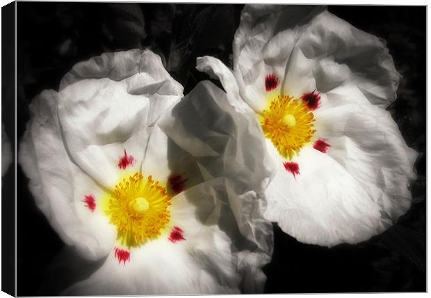 Rock Rose Canvas Print by Mary Lane