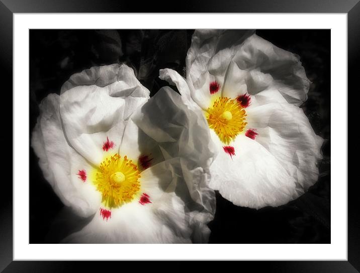 Rock Rose Framed Mounted Print by Mary Lane