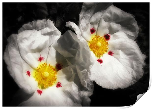 Rock Rose Print by Mary Lane