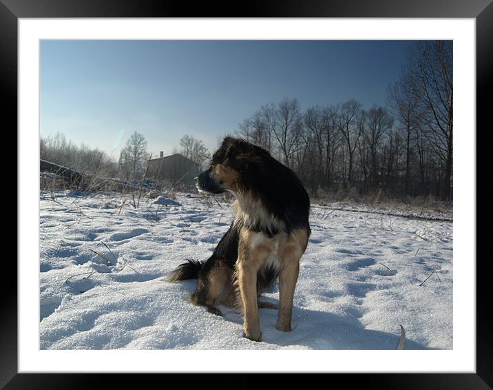Dog on snow Framed Mounted Print by Pawel Juszczyk