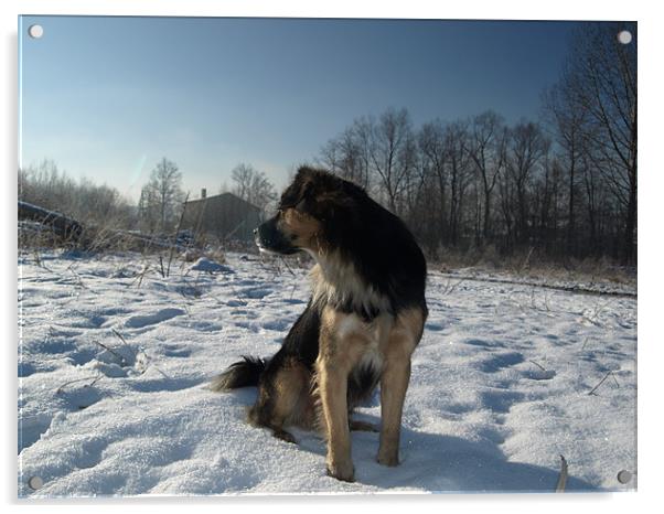 Dog on snow Acrylic by Pawel Juszczyk