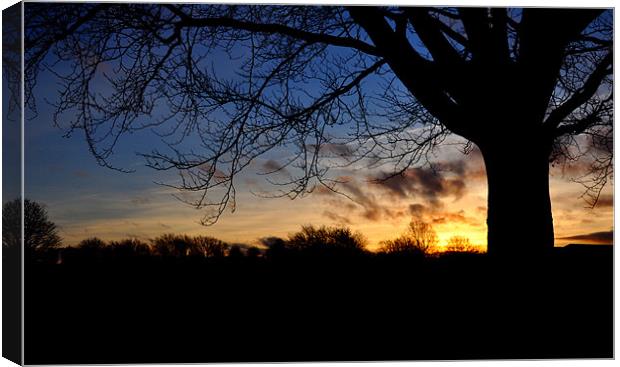 The tree Canvas Print by sue davies