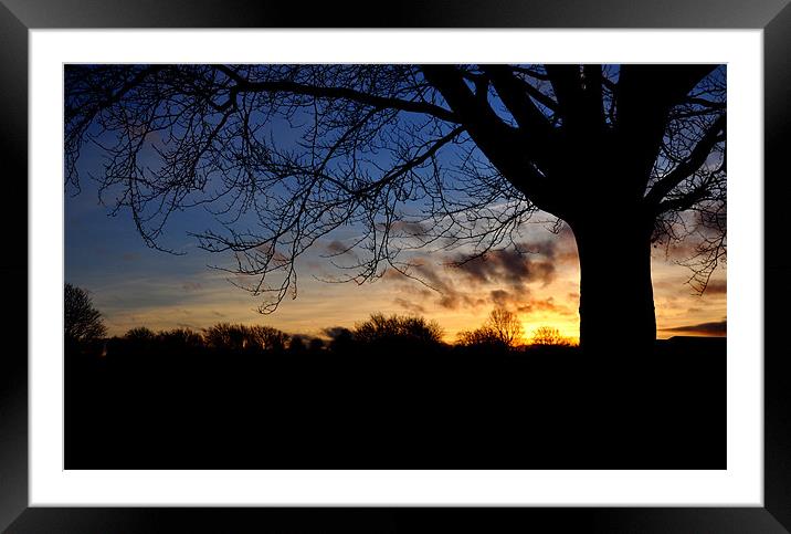 The tree Framed Mounted Print by sue davies