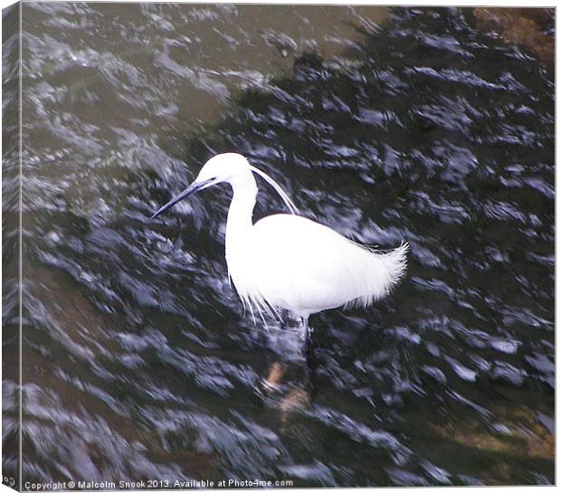 Little Egret in fast river Canvas Print by Malcolm Snook