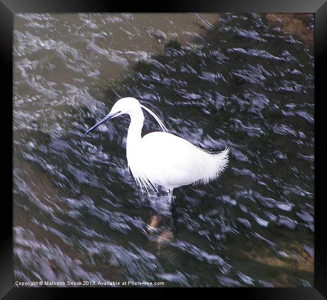 Little Egret in fast river Framed Print by Malcolm Snook