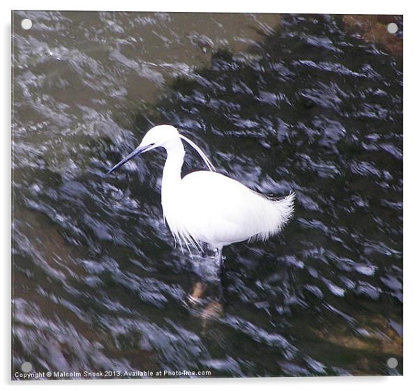 Little Egret in fast river Acrylic by Malcolm Snook