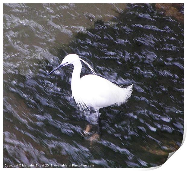 Little Egret in fast river Print by Malcolm Snook