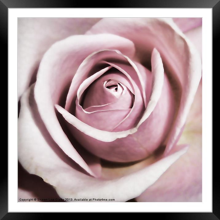 Dusky Rose Framed Mounted Print by Sharon Lisa Clarke