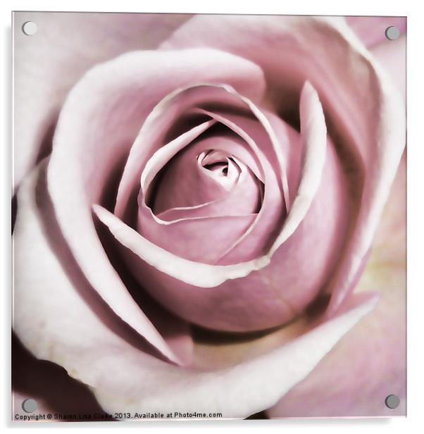 Dusky Rose Acrylic by Sharon Lisa Clarke