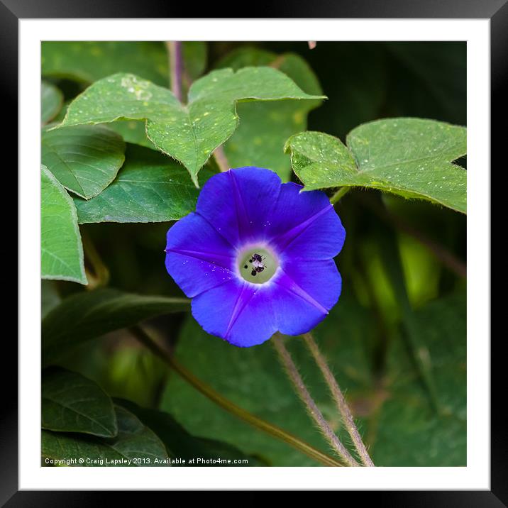 morning glory Framed Mounted Print by Craig Lapsley
