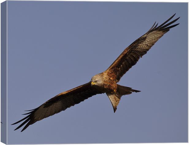 Red Kite in Flight Canvas Print by Simon West