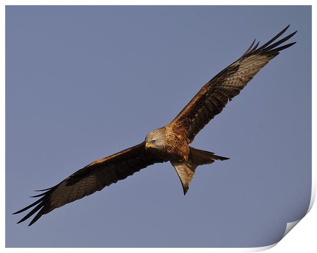 Red Kite in Flight Print by Simon West