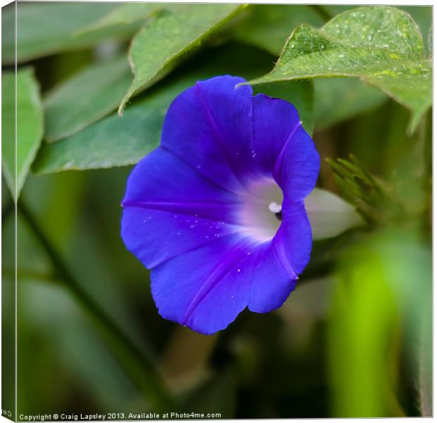morning glory side view Canvas Print by Craig Lapsley