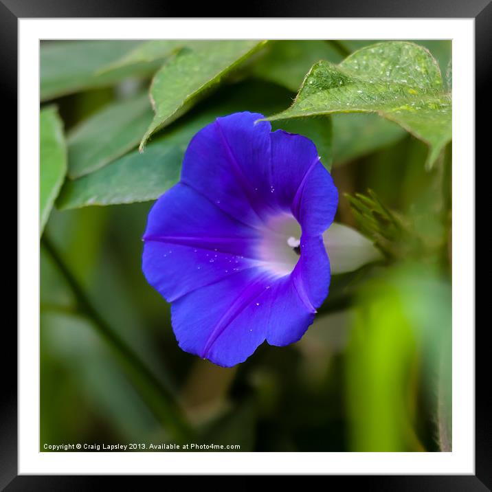 morning glory side view Framed Mounted Print by Craig Lapsley