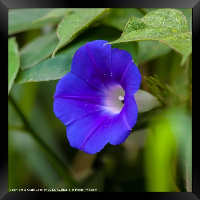 morning glory side view Framed Print by Craig Lapsley