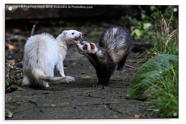 Ferrets Acrylic by Reginald Hood