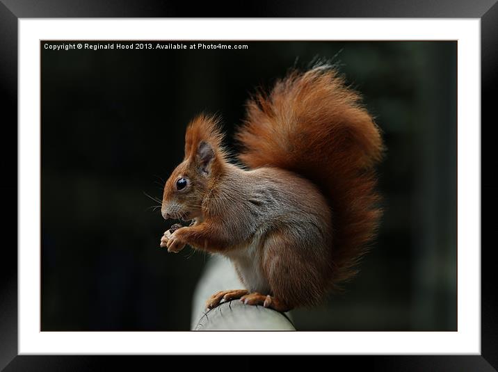 Red Squirrel Framed Mounted Print by Reginald Hood