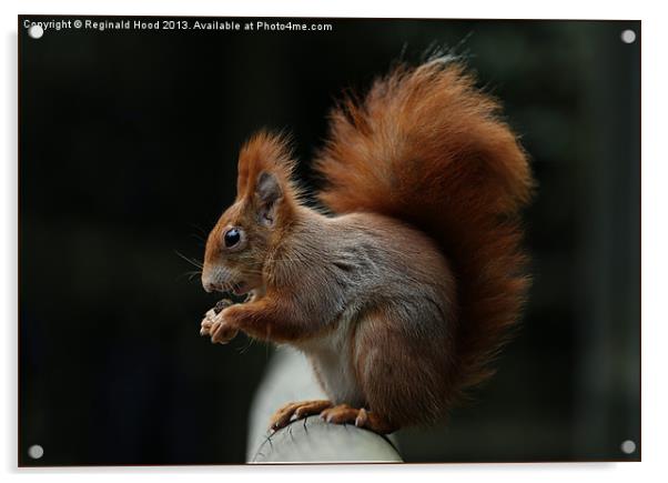 Red Squirrel Acrylic by Reginald Hood