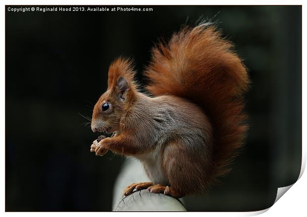 Red Squirrel Print by Reginald Hood