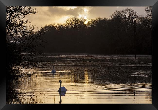 Carew swan lake Framed Print by Simon West