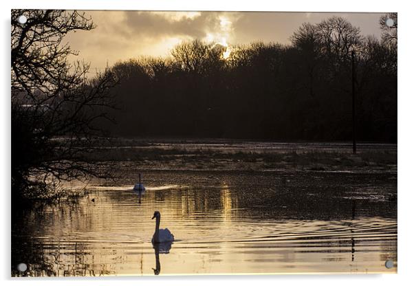 Carew swan lake Acrylic by Simon West