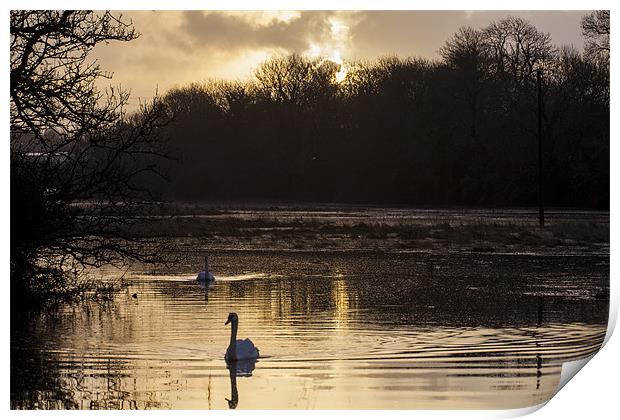 Carew swan lake Print by Simon West