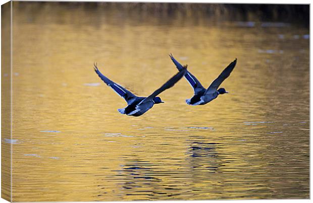 Mallard Ducks in flight Canvas Print by Simon West