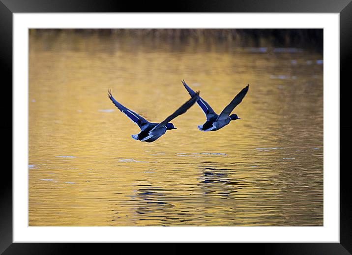 Mallard Ducks in flight Framed Mounted Print by Simon West