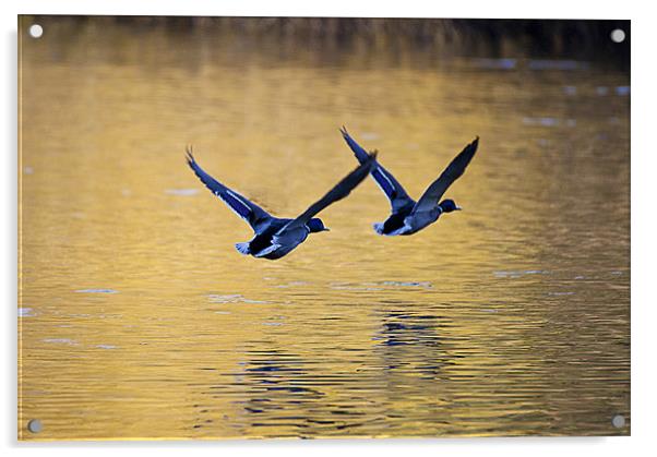 Mallard Ducks in flight Acrylic by Simon West