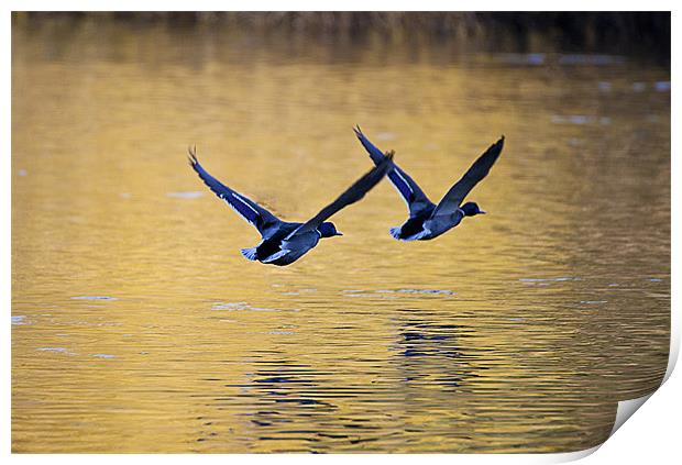 Mallard Ducks in flight Print by Simon West