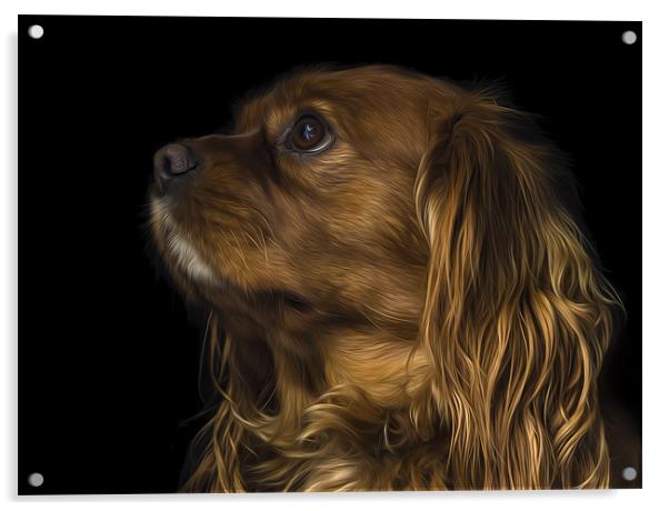 Cavalier King Charles Spaniel Acrylic by Darren Frodsham