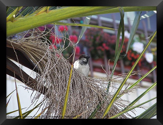 Sparrow gone south Framed Print by Malcolm Snook