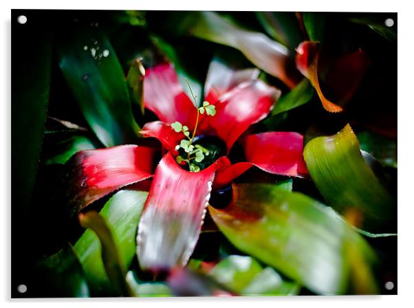 Red Bromeliad Acrylic by Mark Llewellyn