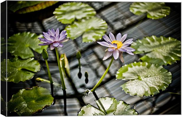 Purple Water Lily Canvas Print by Mark Llewellyn